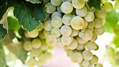SA wine industry shows resilience, eyes brighter 2025