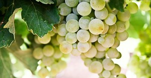 SA wine industry shows resilience, eyes brighter 2025