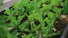 Urban food gardens produce more than vegetables, they create bonds for young Capetonians &#x2013; study