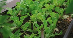 Urban food gardens produce more than vegetables, they create bonds for young Capetonians &#x2013; study