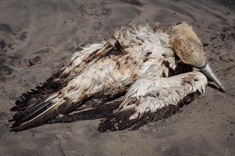 Dead Cape Gannet on an oiled Strandfontein beach at the weekend. Photo: Dee du Plessis