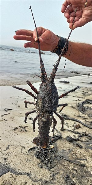 Sealife coated in oil from the current spill on the West Coast. Photo: Annalize Barnard