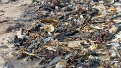 Beaches along the West Coast were soiled with oil spilling from the wreck of the MV Ultra Galaxy which ran aground in July 2024. Photo: Annalize Barnard / GroundUp