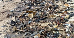 Beaches along the West Coast were soiled with oil spilling from the wreck of the MV Ultra Galaxy which ran aground in July 2024. Photo: Annalize Barnard / GroundUp