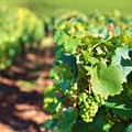 2025 South Africa Wine Summit to shape industry innovation, growth
