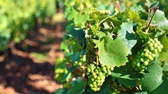 2025 South Africa Wine Summit to shape industry innovation, growth
