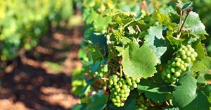 2025 South Africa Wine Summit to shape industry innovation, growth