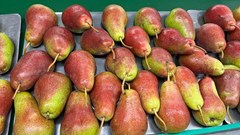 SA apple and pear producers eye promising season ahead