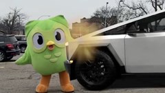 The bird was allegedly 'killed' by a Tesla Cybertruck.