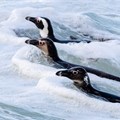 Conservation groups want new “sweet spot” no-fishing zones around African Penguin breeding colonies, arguing current zones are inadequate to prevent the species’ extinction. Archive photo: John Yeld / GroundUp