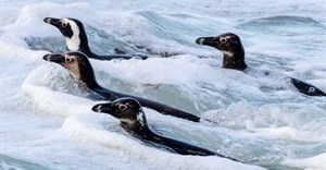 Conservation groups want new “sweet spot” no-fishing zones around African Penguin breeding colonies, arguing current zones are inadequate to prevent the species’ extinction. Archive photo: John Yeld / GroundUp