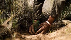 Rooibos farmers unite agriculture, conservation for biodiversity