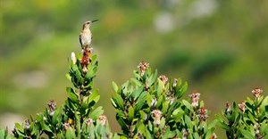 Image source: Jean van der Meulen from