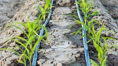 Securing SA&#x2019;s agricultural future with advanced irrigation technology