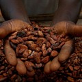 Ivory Coast cocoa output to remain low amid challenging conditions