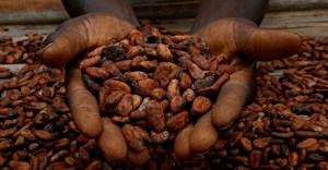 Ivory Coast cocoa output to remain low amid challenging conditions