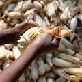How innovation and sustainability can solve Africa's food security challenges