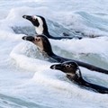 Conservationists argued that current no-fishing zones are inadequate to prevent the African Penguin’s extinction. Archive photo: John Yeld / GroundUp