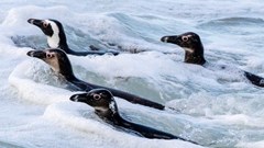 Conservationists argued that current no-fishing zones are inadequate to prevent the African Penguin’s extinction. Archive photo: John Yeld / GroundUp