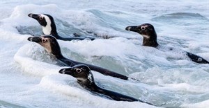 Conservationists argued that current no-fishing zones are inadequate to prevent the African Penguin’s extinction. Archive photo: John Yeld / GroundUp
