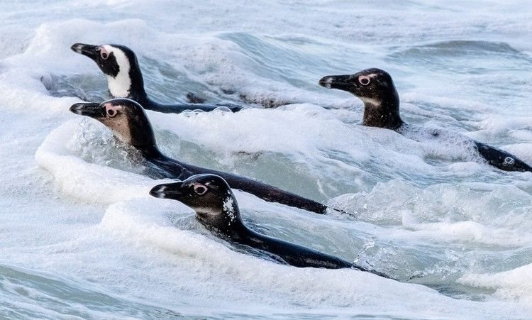 Conservationists argued that current no-fishing zones are inadequate to prevent the African Penguin’s extinction. Archive photo: John Yeld / GroundUp