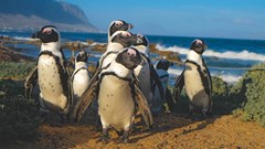 Image source: Harry Cunningham from