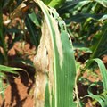 The disease is hard to catch because it looks similar to other crop diseases. Source: Supplied.