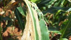 The disease is hard to catch because it looks similar to other crop diseases. Source: Supplied.