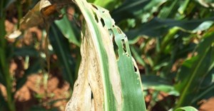 The disease is hard to catch because it looks similar to other crop diseases. Source: Supplied.