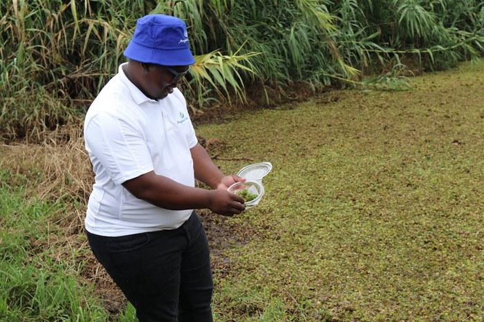 Water and Sanitation Deputy Minister, Sello Seitlholo, and the Rhodes University Centre for Biological Control (CBC) have released weevil species to tackle the invasive alien aquatic plant at Hartbeespoort Dam in the North West. Source: