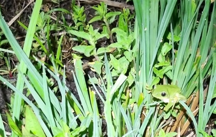 Long toed tree frog