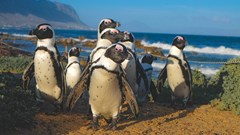 Image source: Harry Cunningham from