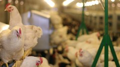 Feathered crisis: How avian influenza is reshaping chicken prices in South Africa