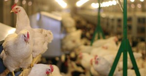 Feathered crisis: How avian influenza is reshaping chicken prices in South Africa