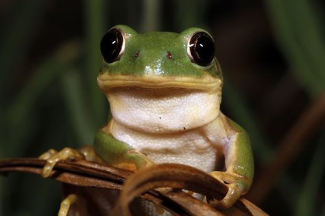 By conserving biodiversity, we protect endangered species like the Long-toed Tree Frog.
