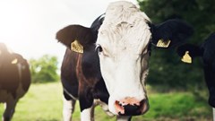 Foot and mouth disease outbreaks traced to auction in KZN