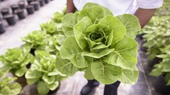 US tariffs: The potential fallout for smallholder farmers in South Africa