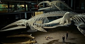 Chicken Licken bravely debones a rare phobia with their latest campaign