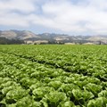 Western Cape renews MoUs to support new farmers