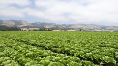 Western Cape renews MoUs to support new farmers