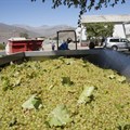 South Africa's wine industry shines with 2025 vintage
