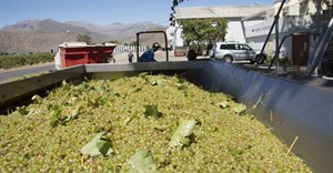 South Africa's wine industry shines with 2025 vintage