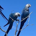 Supplied image: Vantara’s collaboration with the Association for the Conservation of Threatened Parrots (ACTP) led to the reintroduction of 41 Spix’s Macaws into the wild in Brazil.