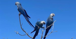 Supplied image: Vantara’s collaboration with the Association for the Conservation of Threatened Parrots (ACTP) led to the reintroduction of 41 Spix’s Macaws into the wild in Brazil.