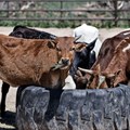 China bans South African beef imports amid FMD outbreak