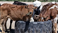 China bans South African beef imports amid FMD outbreak