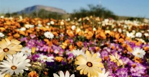 West Coast in bloom: Book now or miss out on this once-a-year spectacle