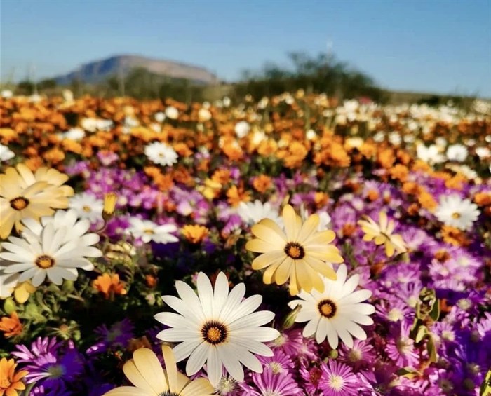 West Coast in bloom: Book now or miss out on this once-a-year spectacle