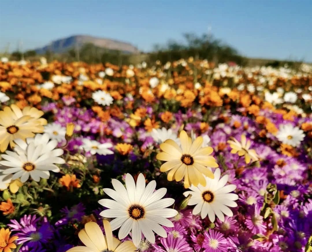 Is blomme kyk op die Weskus jou lewensdroom? Bespreek nou en maak dit &#x2018;n realiteit