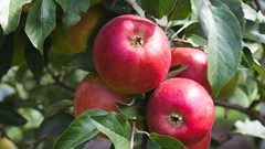 Flash Gala surpasses one million cartons as South African apple exports gain ground